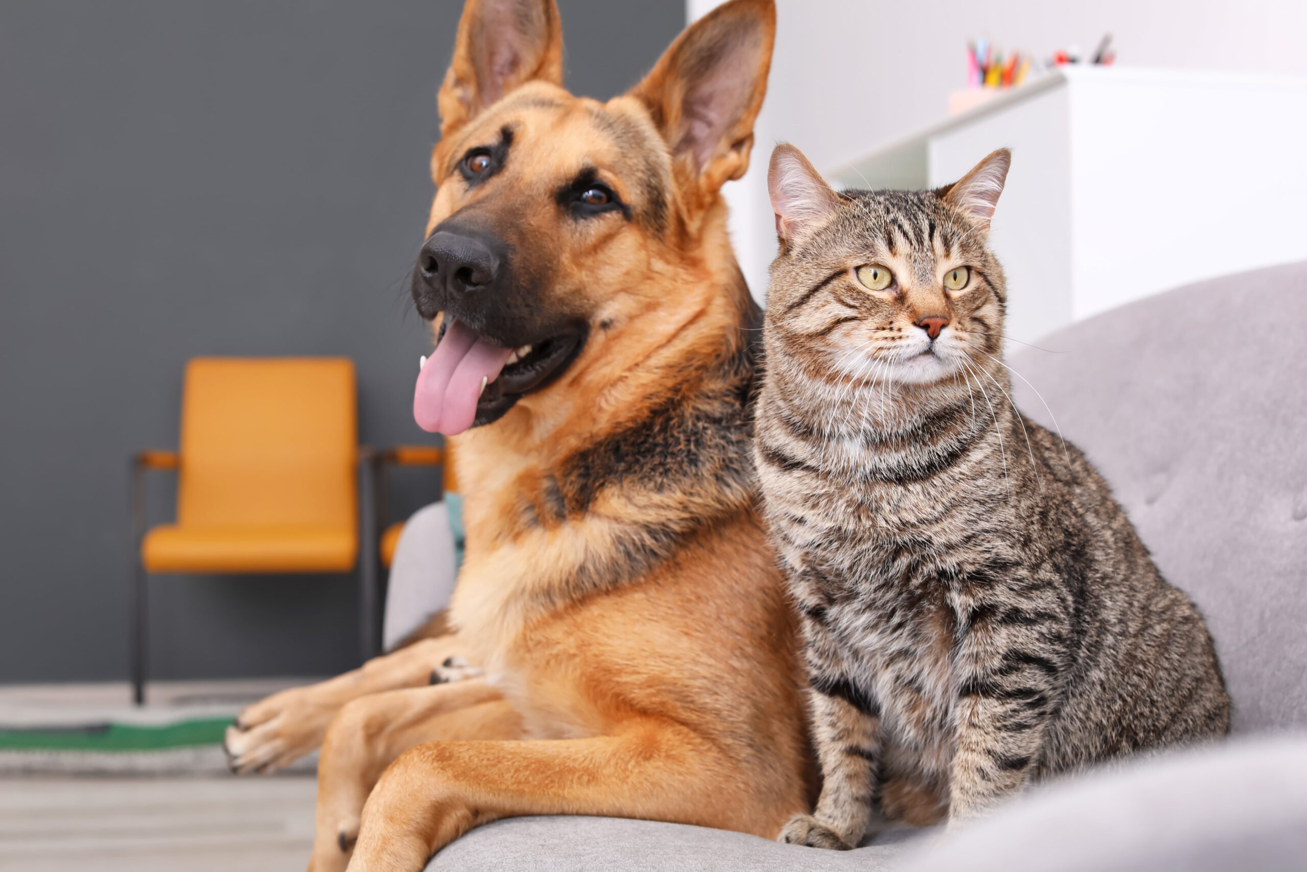 German Shepard dog and grey cat sitting beside each other