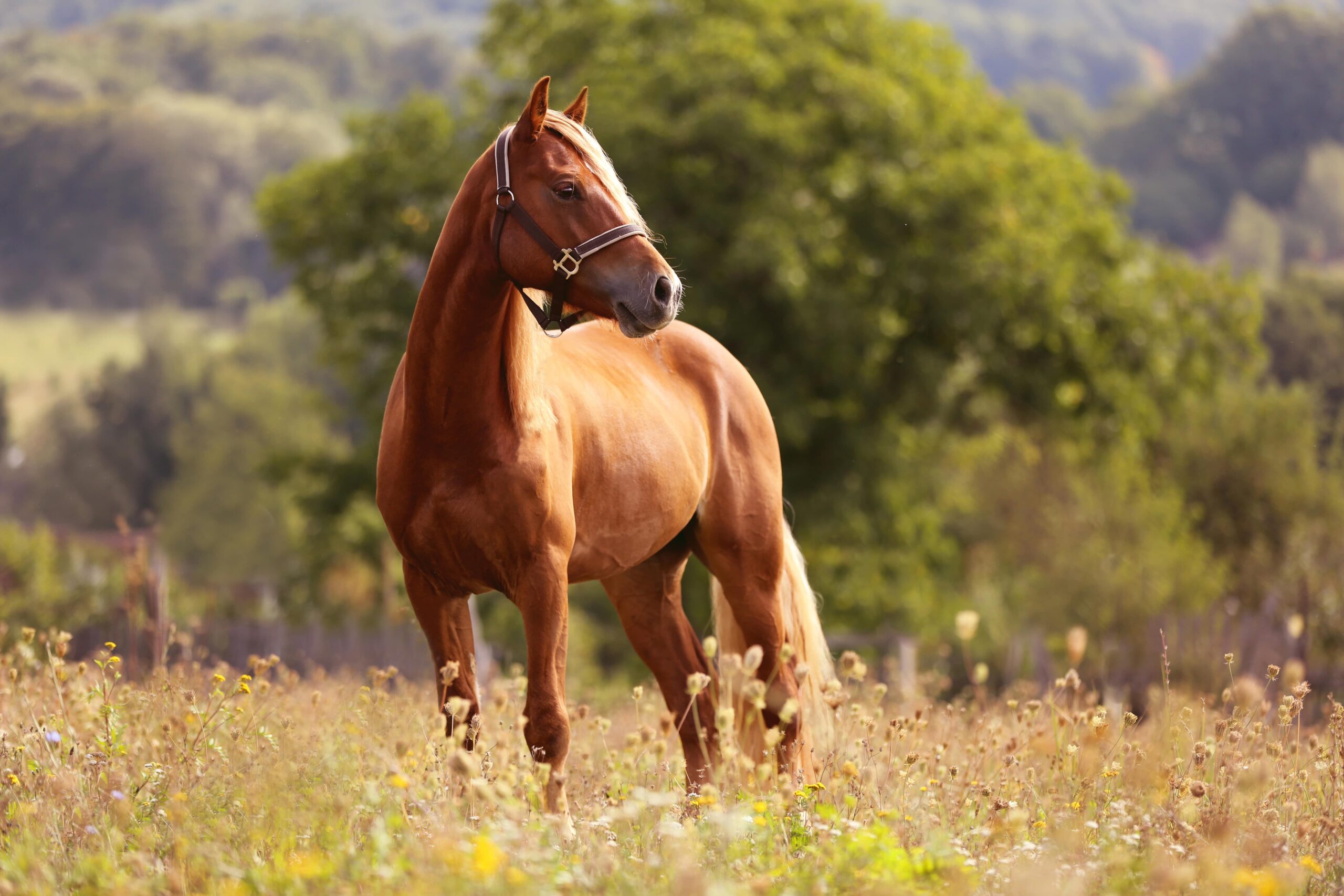 Brown horse in a field