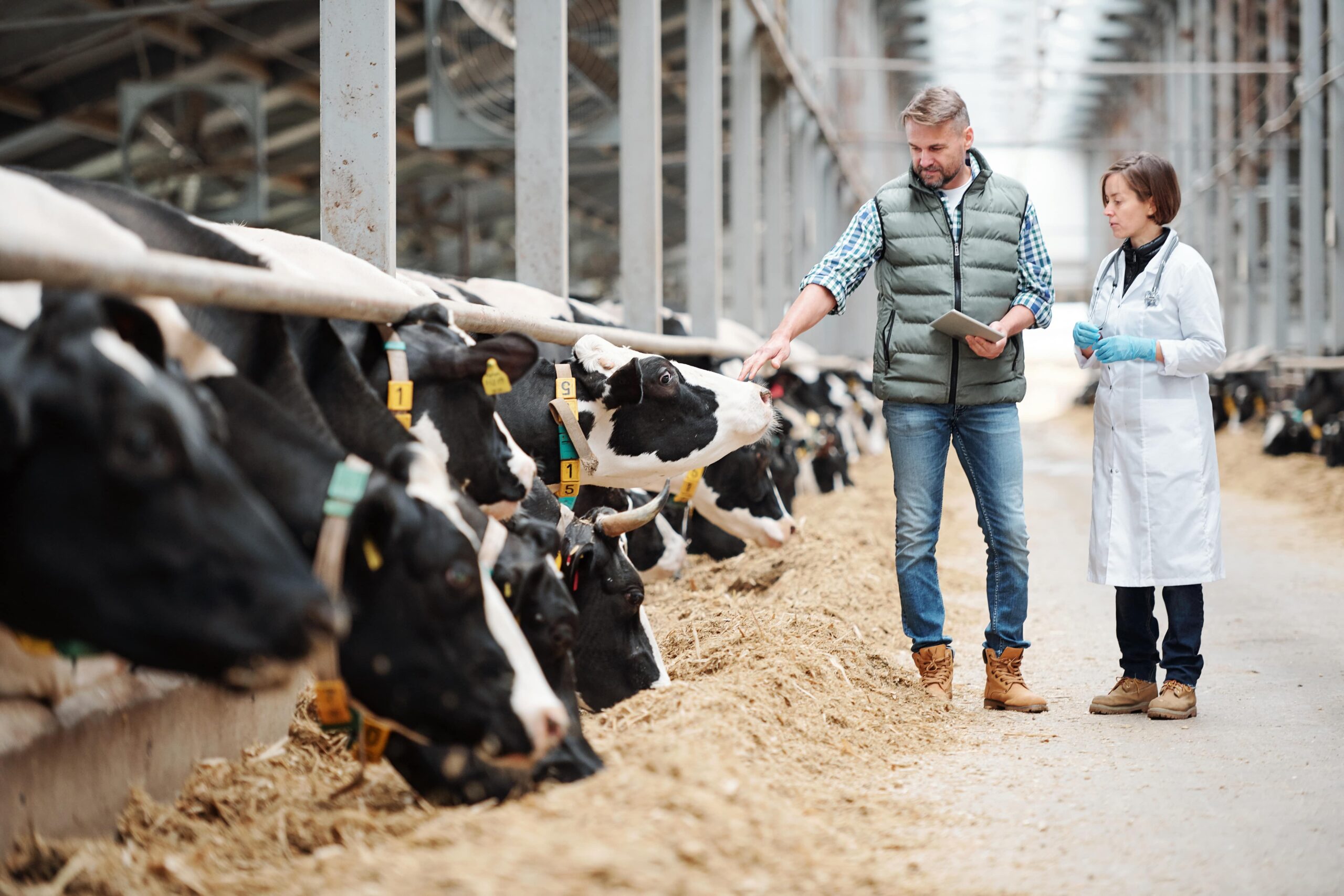 Cows in a big shed being checked and monitored.